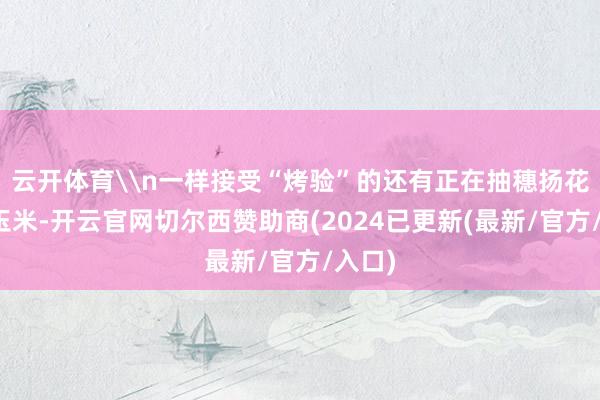 云开体育\n一样接受“烤验”的还有正在抽穗扬花的夏玉米-开云官网切尔西赞助商(2024已更新(最新/官方/入口)